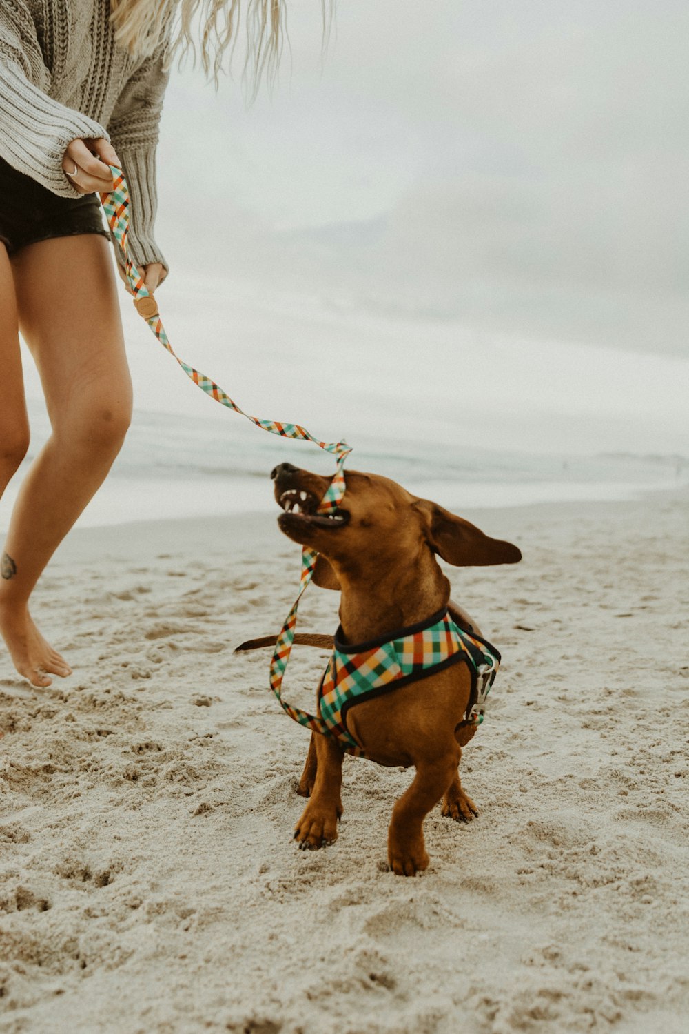 Perro de pelo corto marrón con camisa a rayas azules y blancas en la playa durante el día