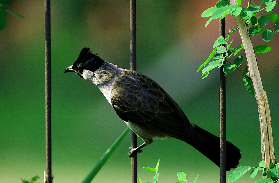 The image depicts a small bird perched on a black metal fence post, facing towards the left side of the frame. The bird has a gray and white coloration with a black head and tail, and its wings are slightly spread out. In the background, there is a lush green tree providing a natural backdrop to the scene.