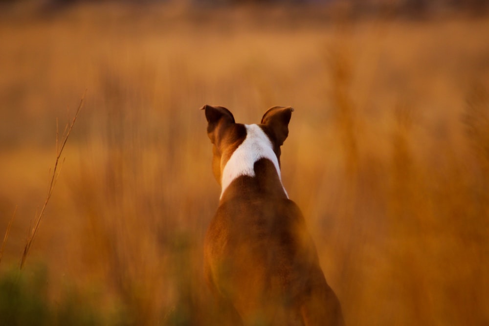 white and brown short coated dog