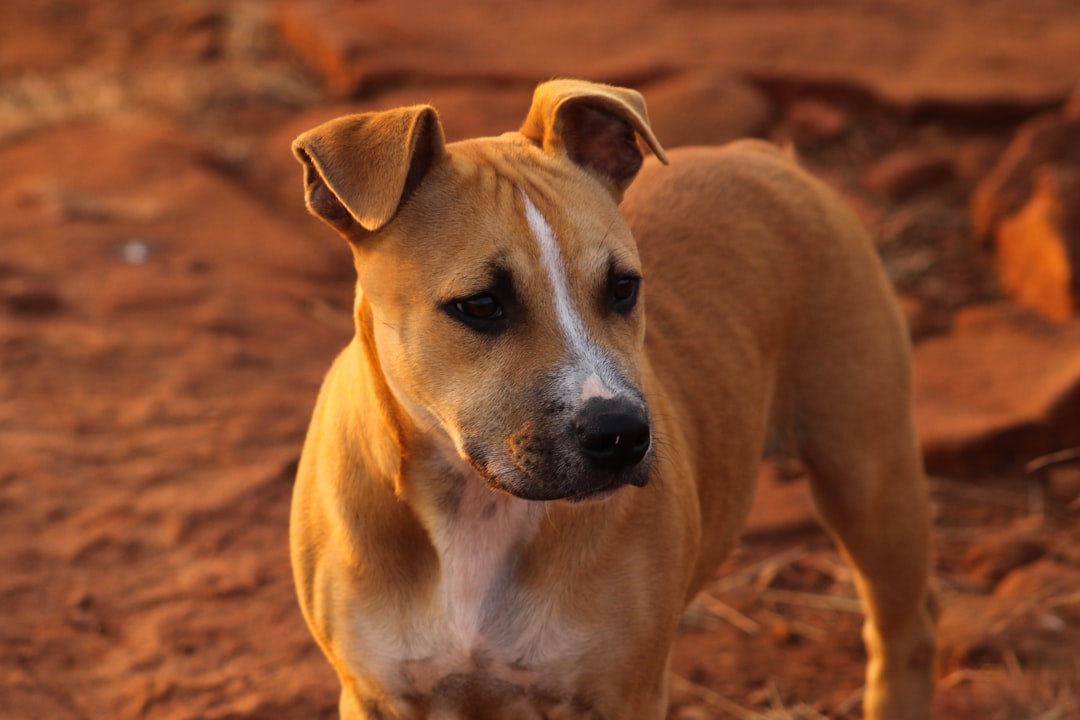 brown and white short coated dog on brown sand during daytime