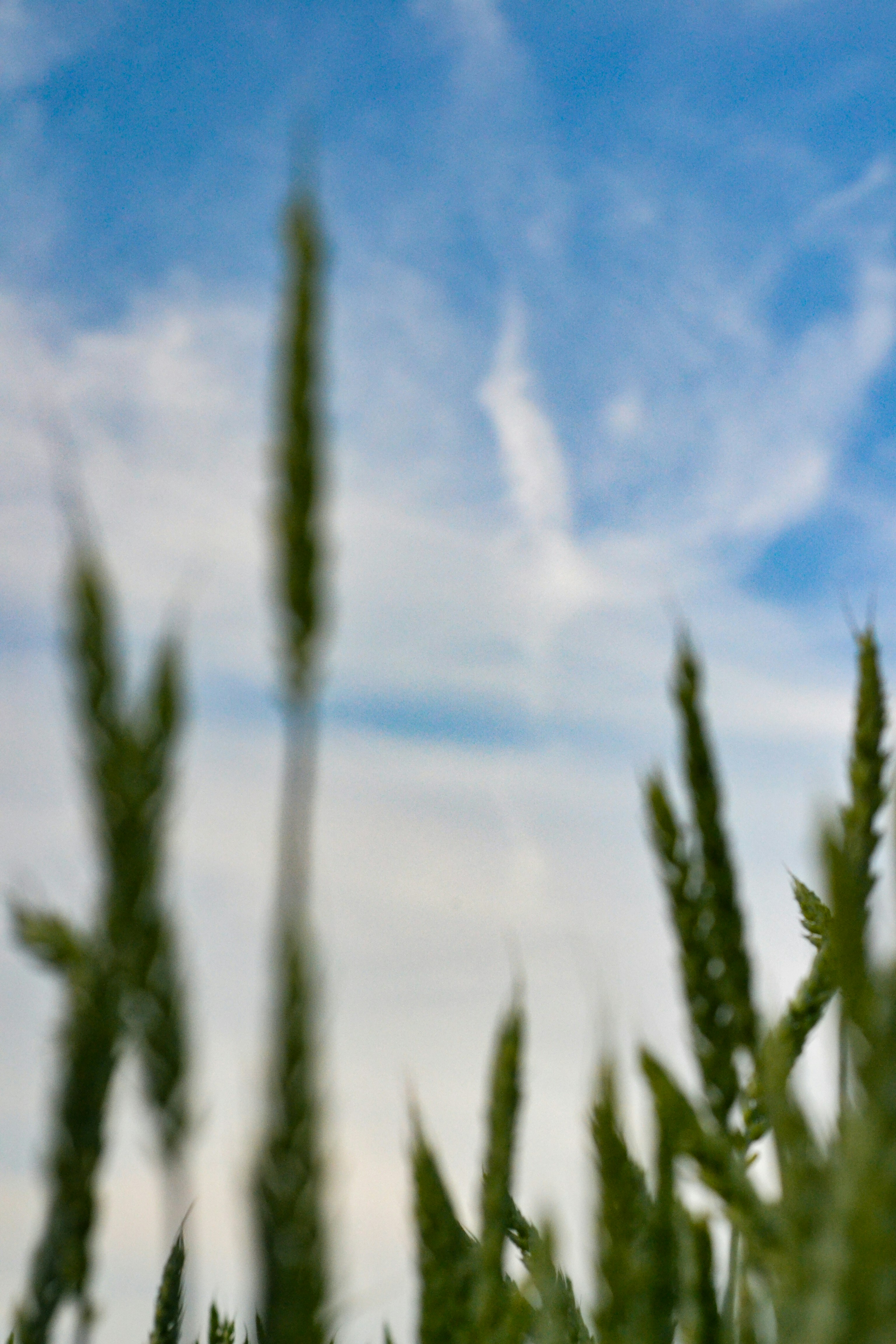 green wheat field under blue sky during daytime