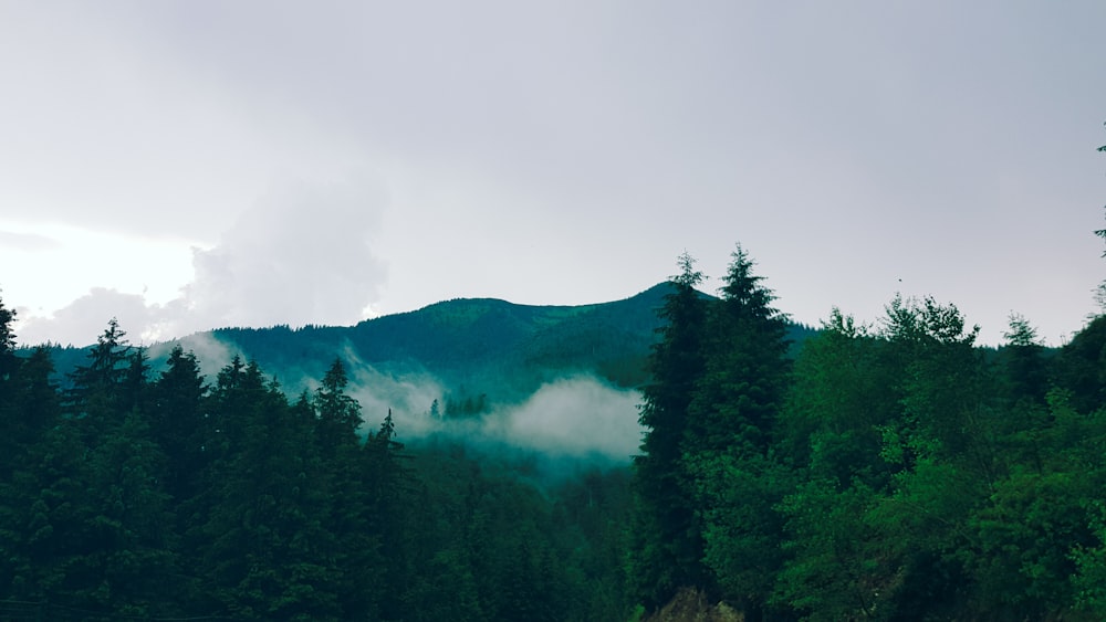 green trees on mountain under white sky during daytime