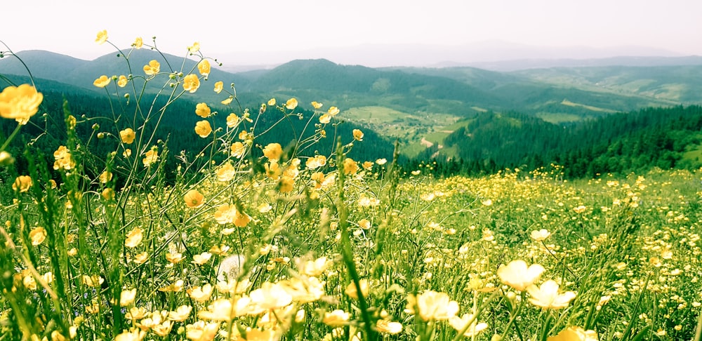 yellow flower field during daytime