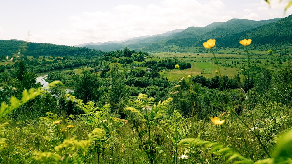 green trees and plants during daytime