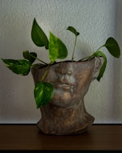 green plant on brown ceramic vase