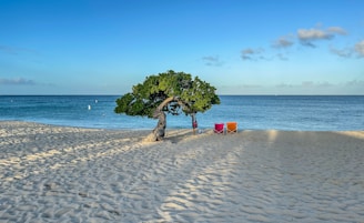 green tree on beach shore during daytime