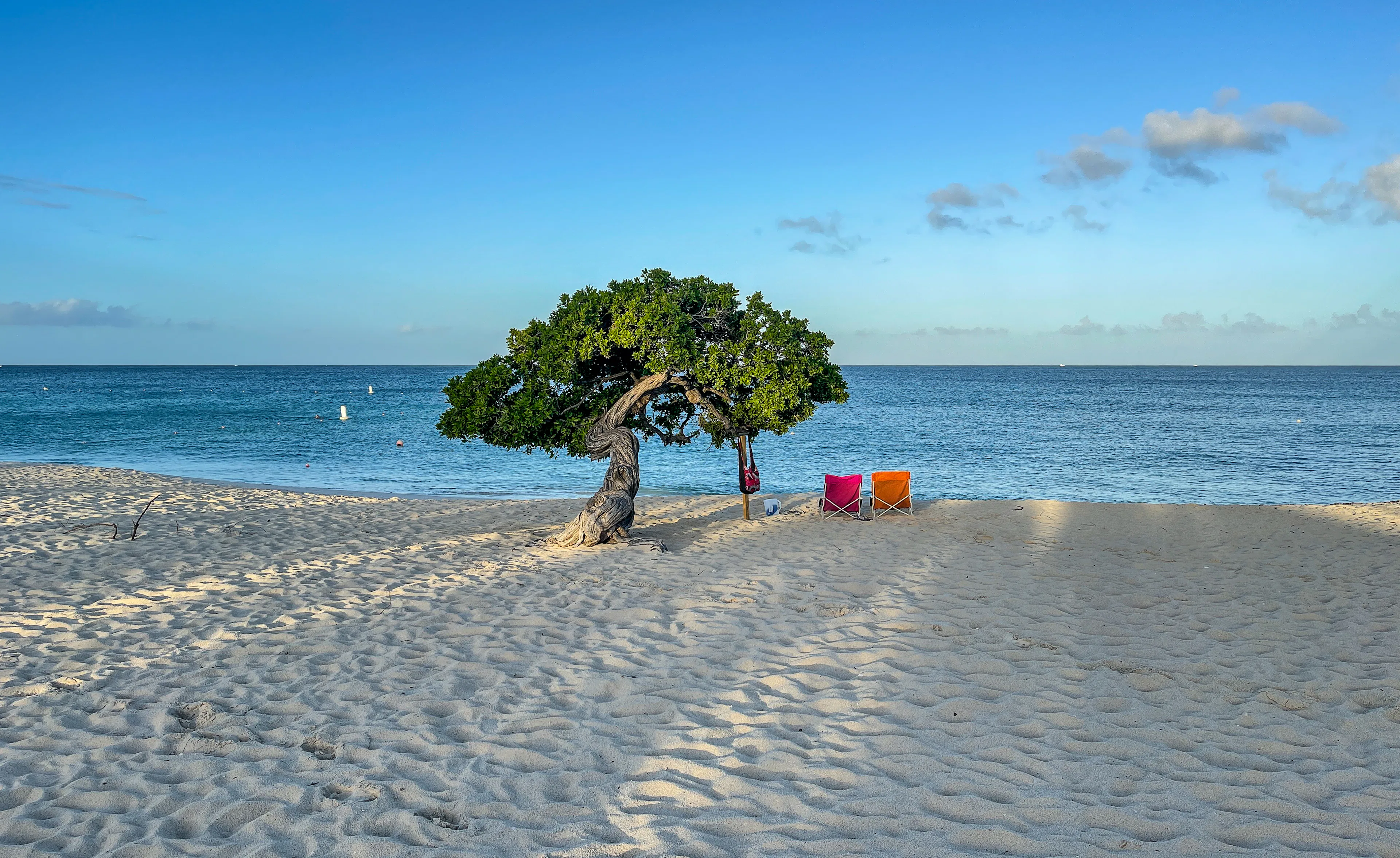 Árbol fofoti (divi-divi) sobre la arena blanca de una playa de Aruba frente al mar turquesa