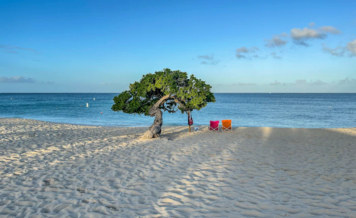 Divi-divi tree on Aruba shore