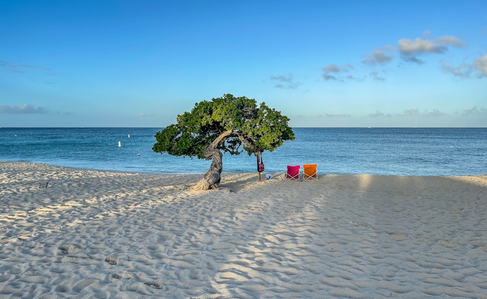 Grüner Baum am Strandufer tagsüber