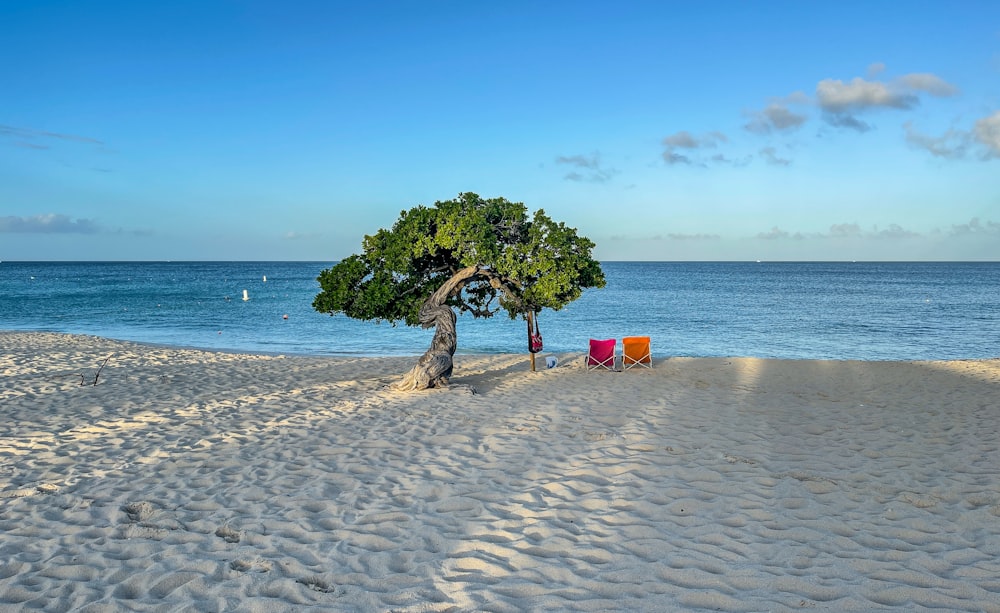 albero verde sulla riva della spiaggia durante il giorno