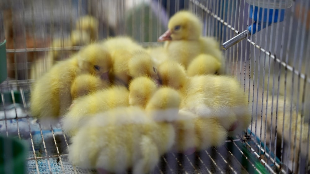 yellow chicks on black cage