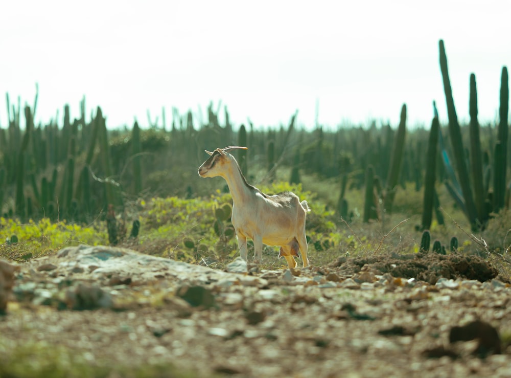 Caballo marrón y blanco en campo de hierba verde durante el día