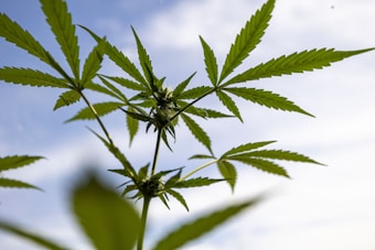 Cannabis plants with serrated leaves are positioned against a clear blue sky. The image captures the green leaves prominently with some buds visible, emphasizing the plant's structure. The lighting highlights the leaf patterns and the overall freshness of the plant.