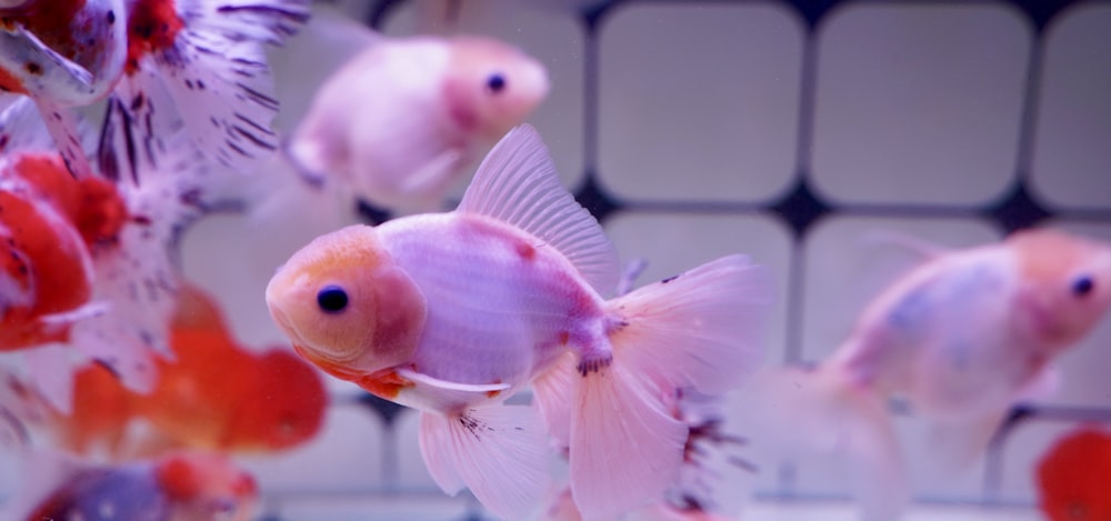 white and orange fish on white laptop computer