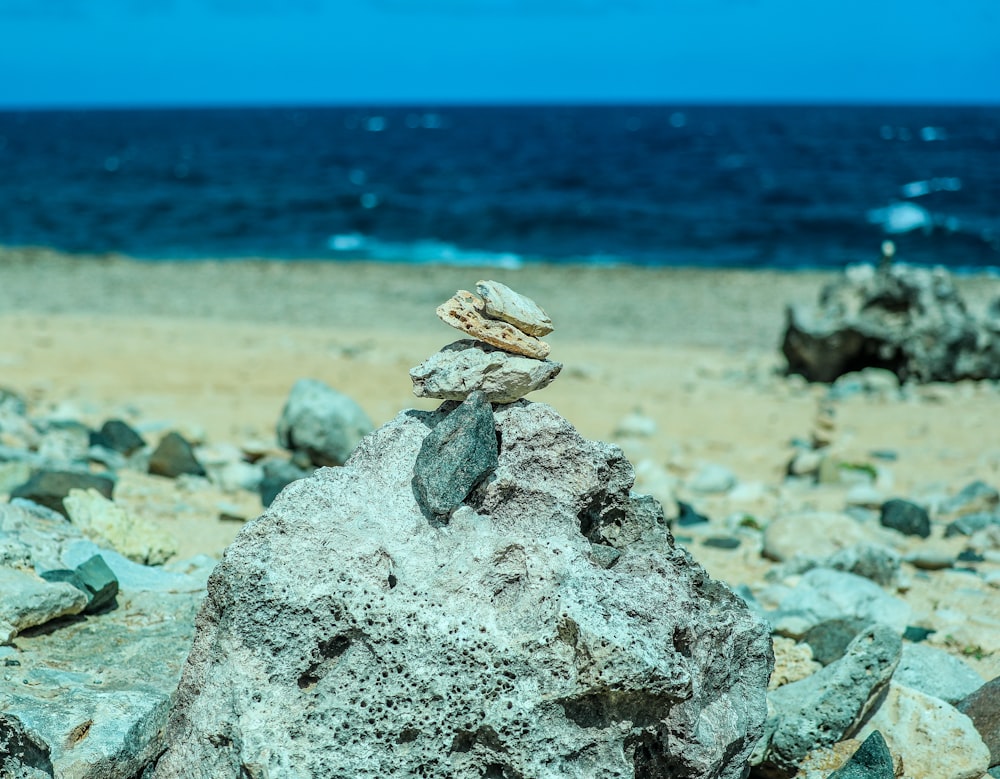 brown and gray lizard on gray rock