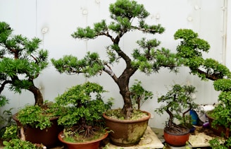 sustrato bonsai biochar