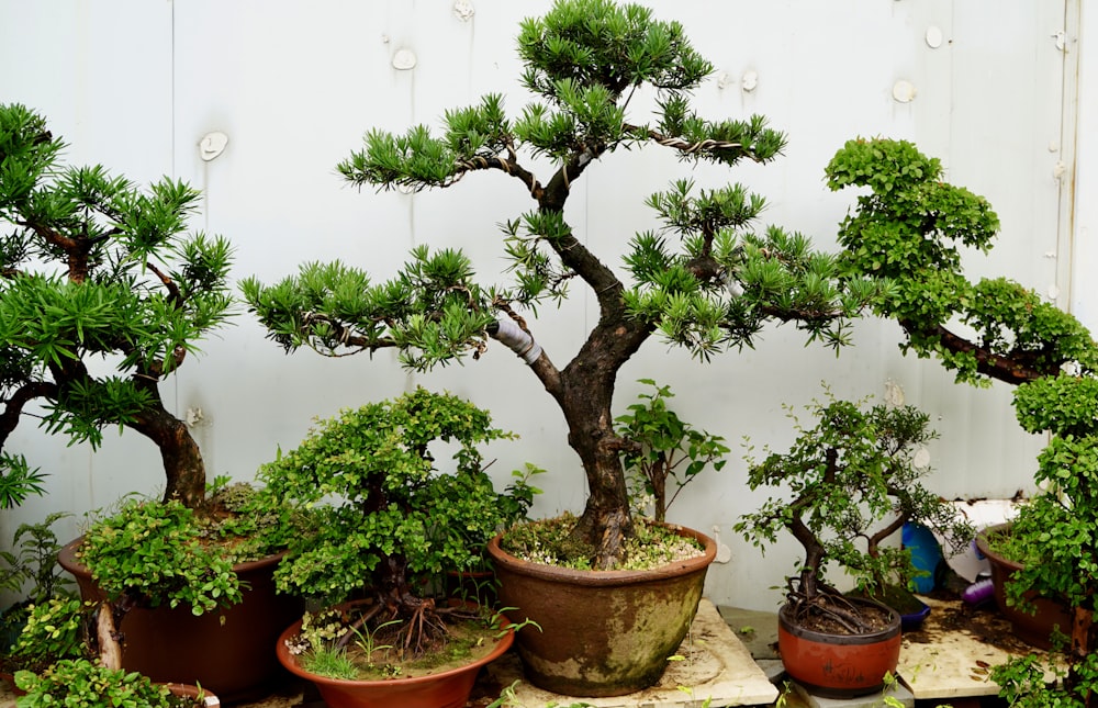 green plant on brown clay pot