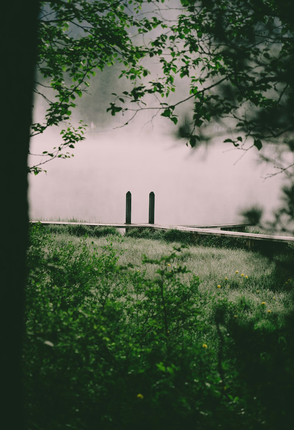 green grass field with fog