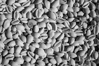 A collection of smooth, white cowrie shells glistening under sunlight on a rocky beach