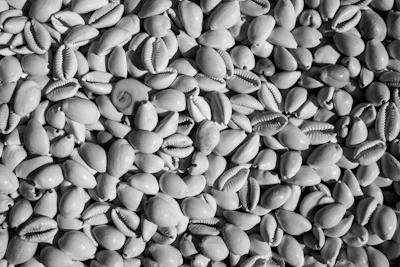 A collection of smooth, white cowrie shells glistening under sunlight on a rocky beach