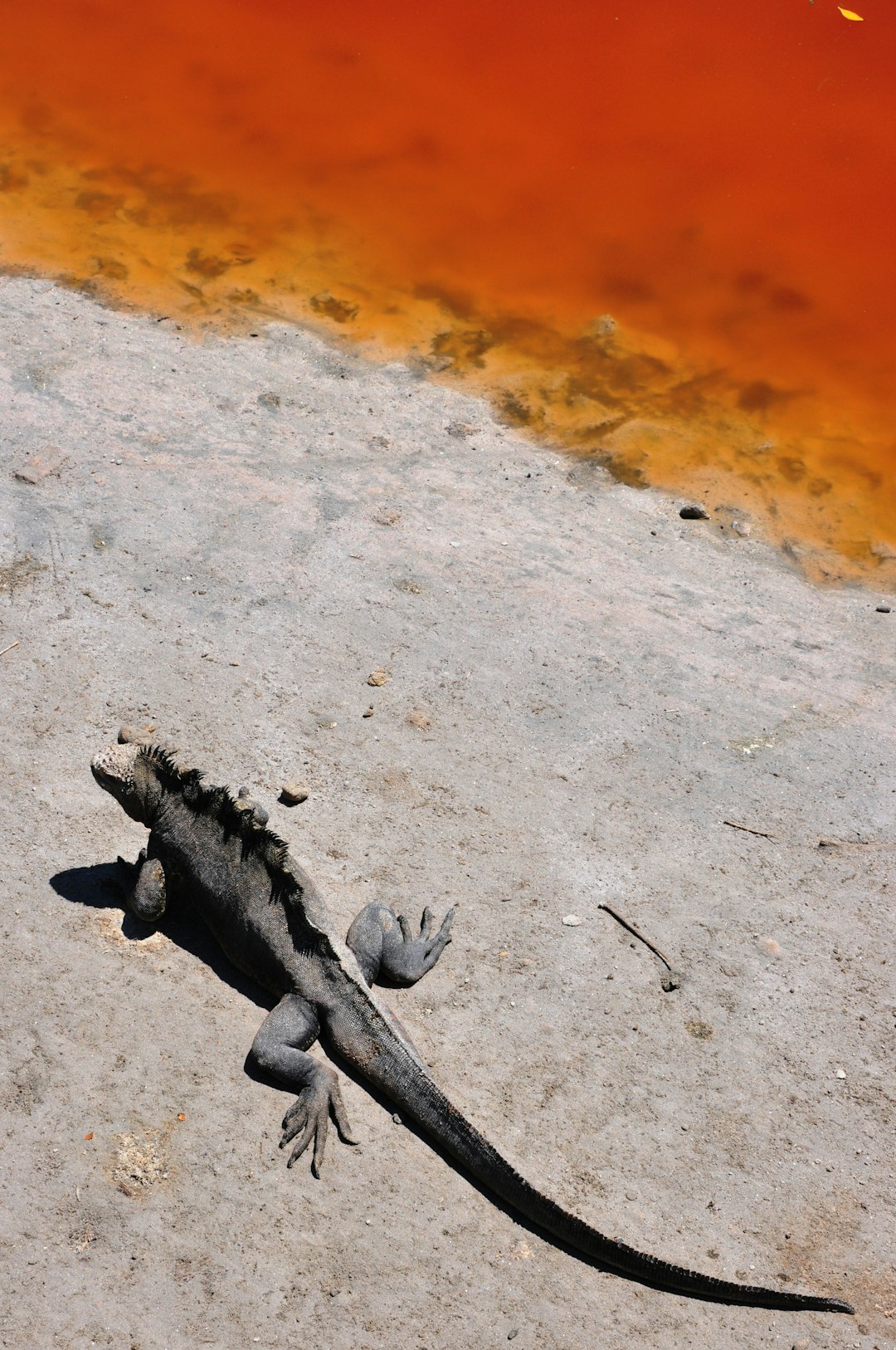 gray and black iguana on brown sand