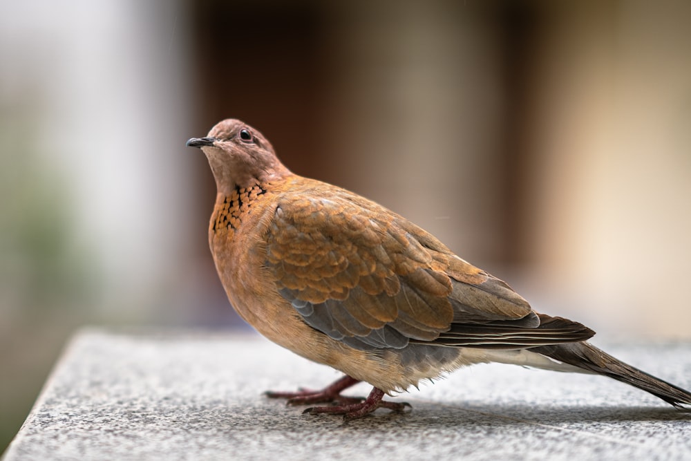 brown and gray bird on gray concrete floor