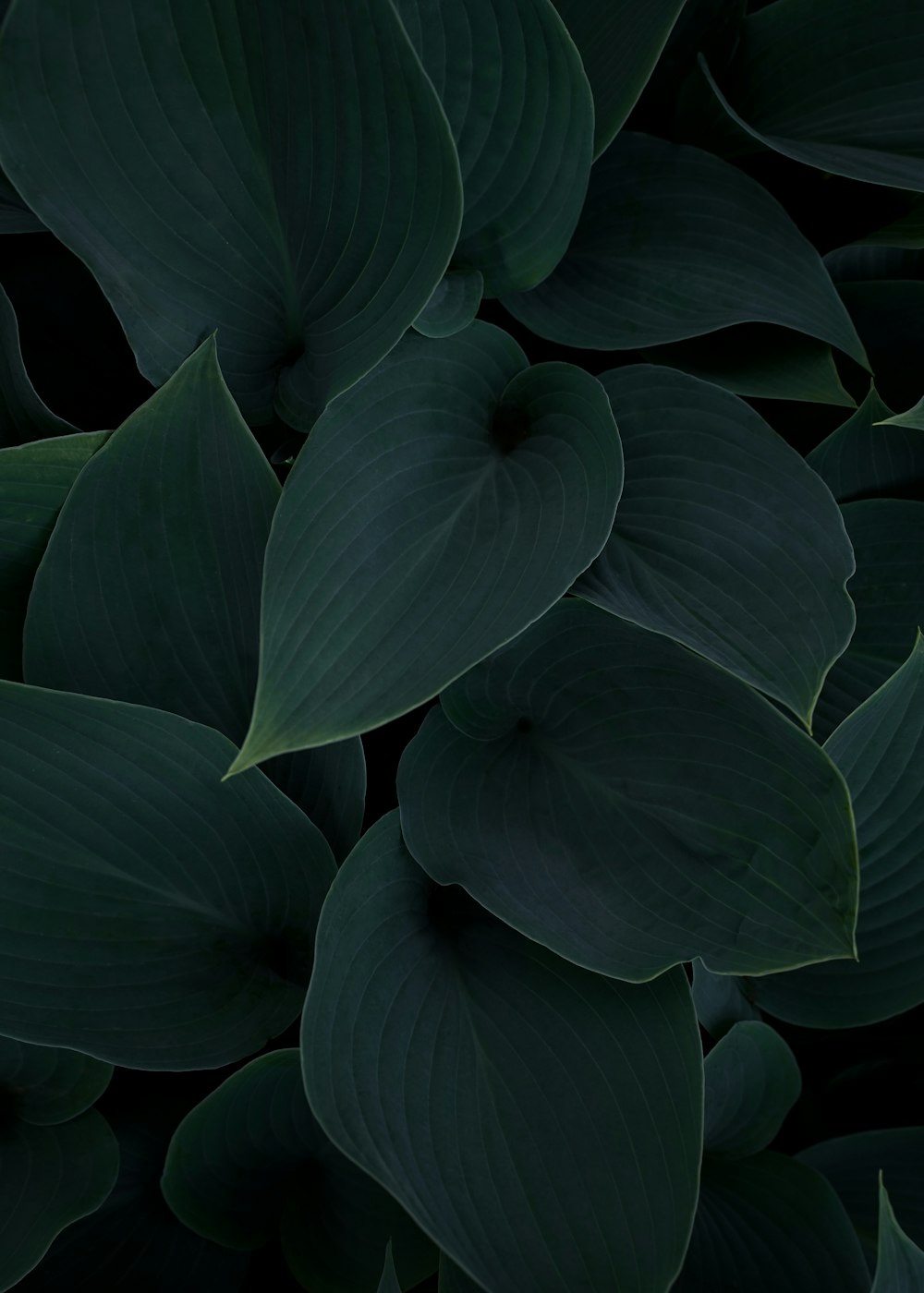 750+ Green Aesthetic Pictures  Download Free Images on Unsplash