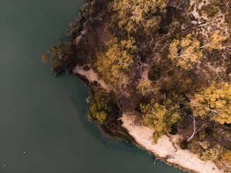 Aerial view of a landscape featuring a sandy shoreline with dense foliage on one side and a body of greenish water on the other. The vegetation consists of various trees and shrubs, demonstrating a natural, possibly untouched environment.