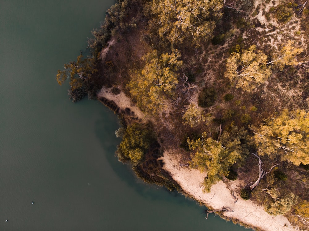 green and yellow trees beside river