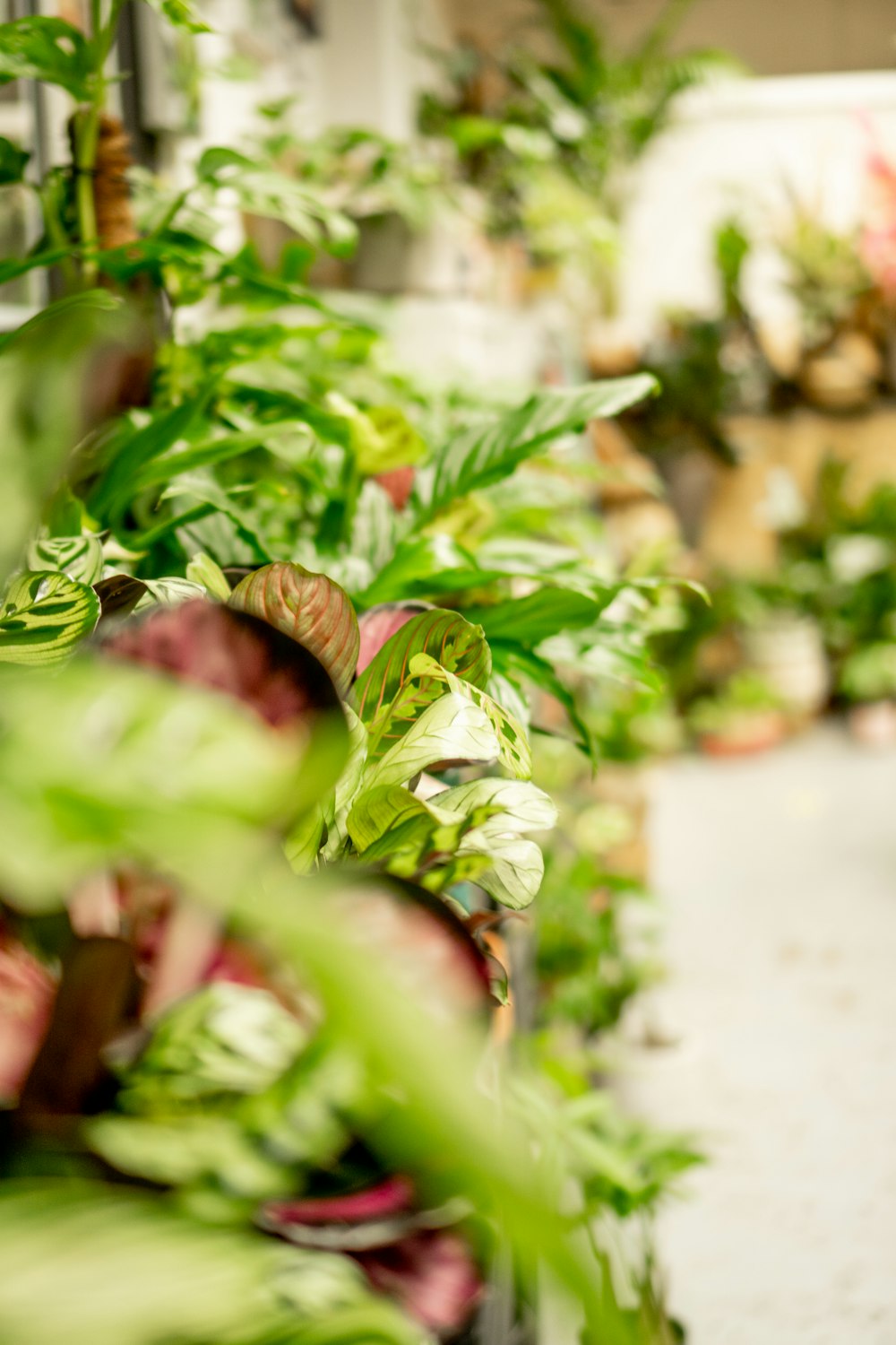 褐色の土に緑の植物