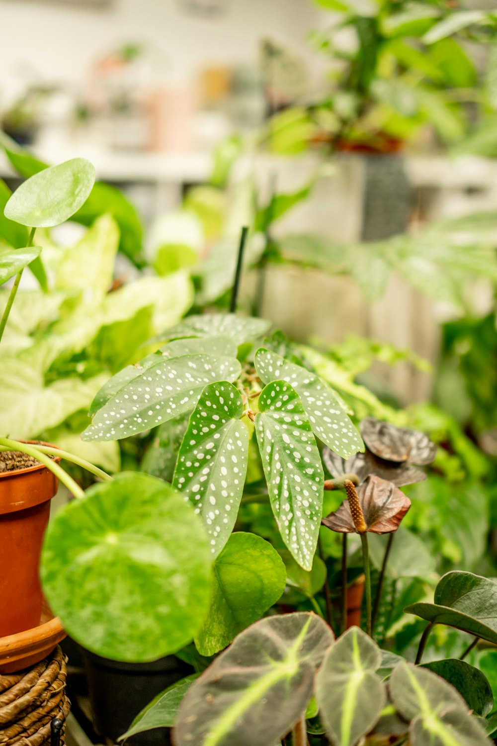 green leaves plant in brown pot