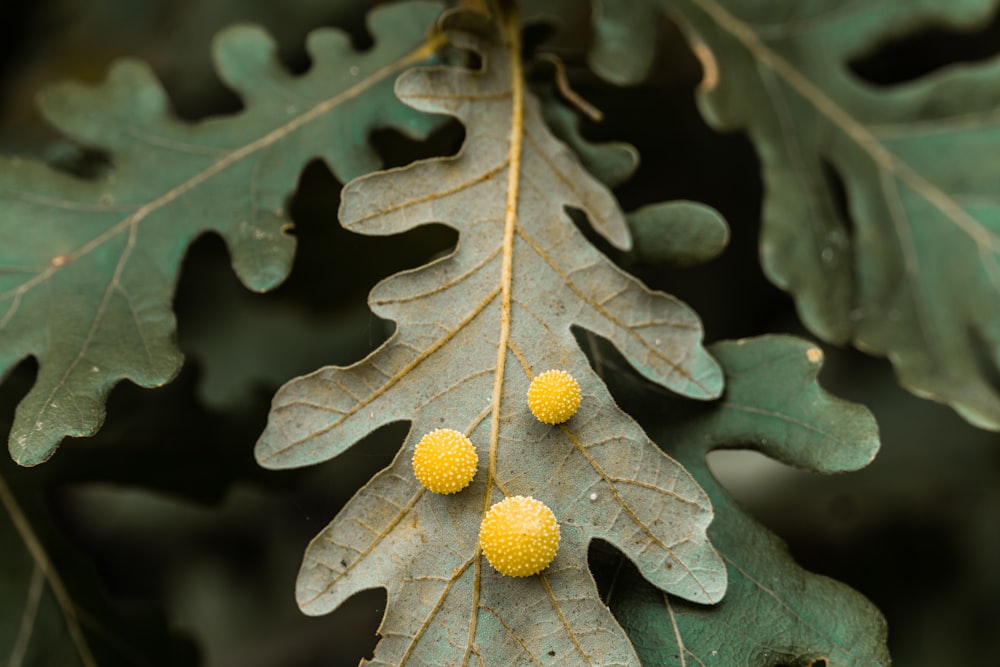 yellow round fruit on green leaf