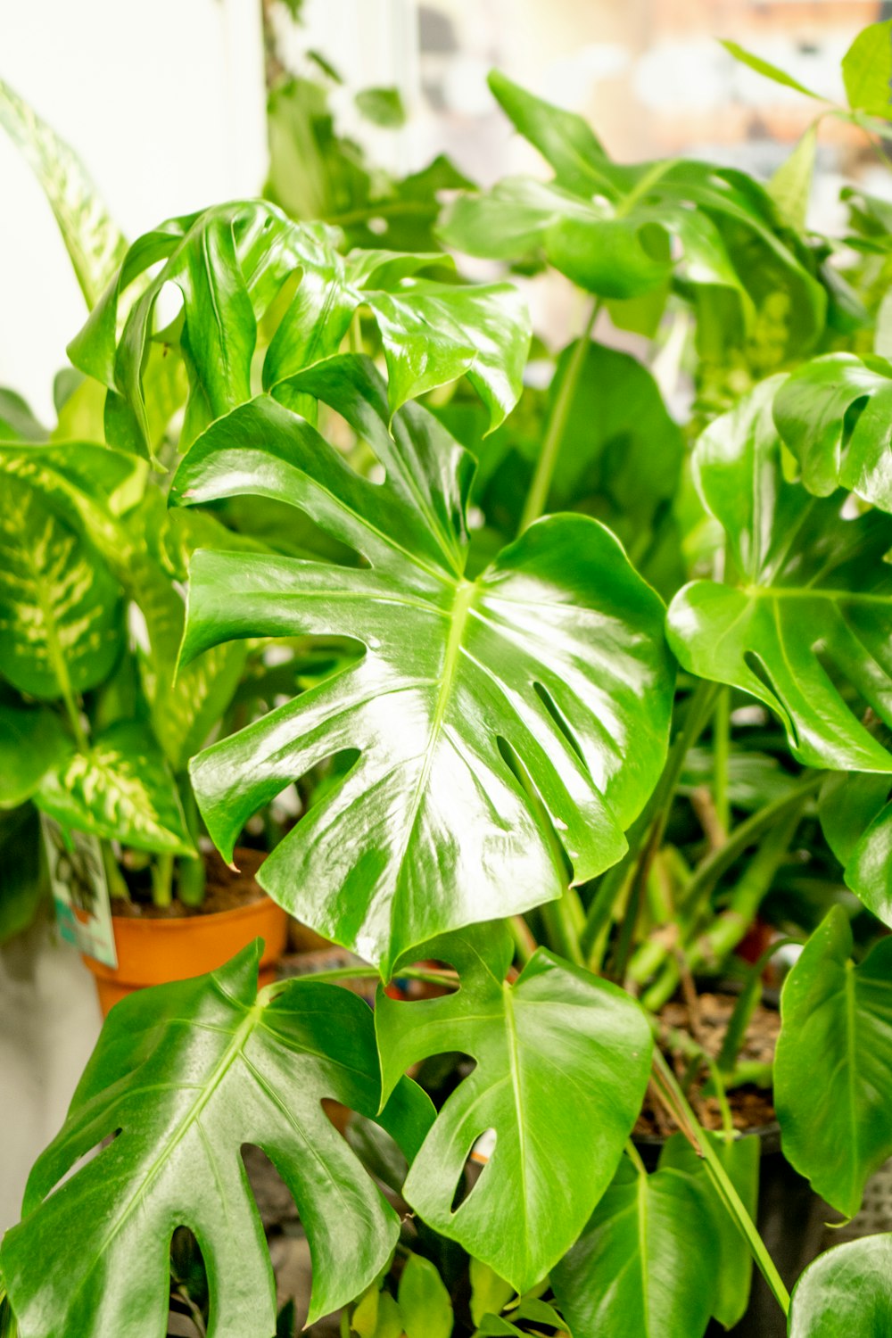 green leaf plant in brown clay pot