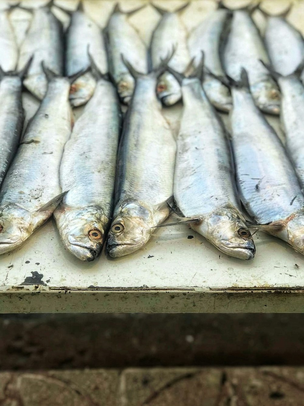 white fish on white tray