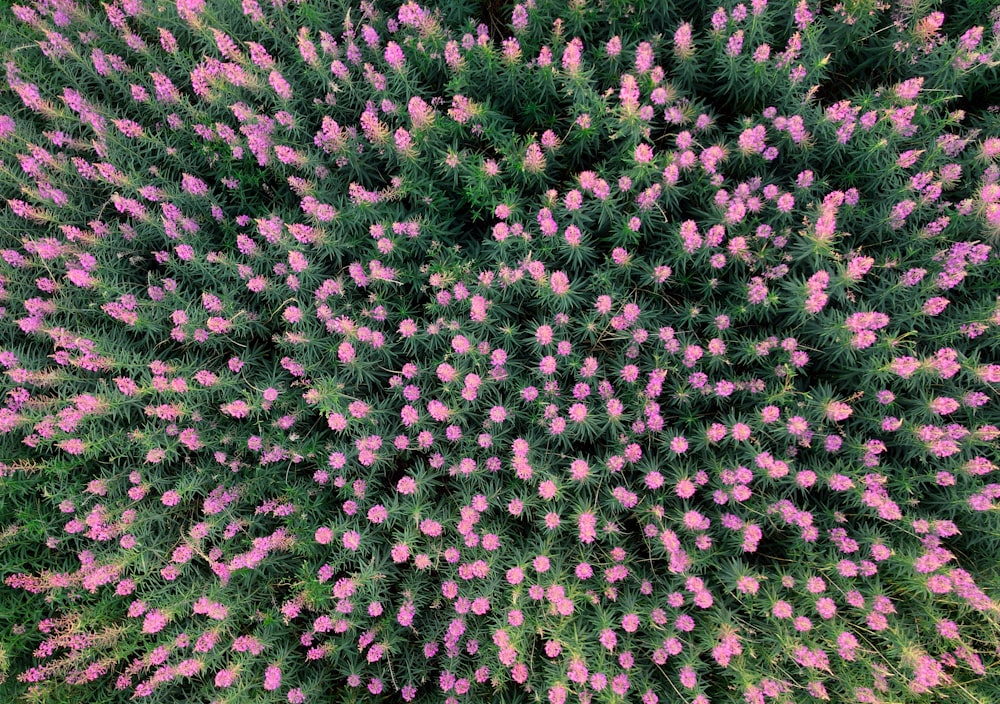 purple flower field during daytime