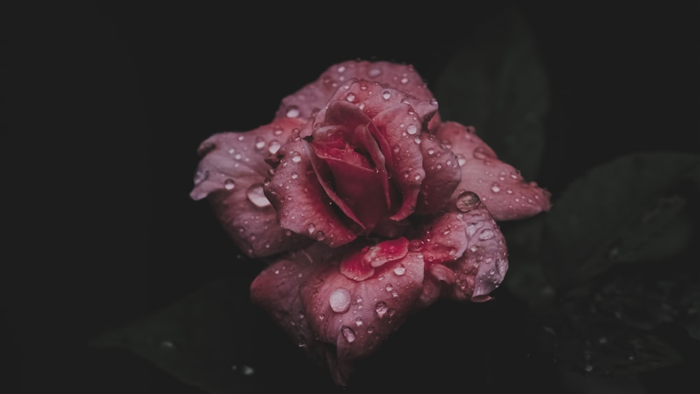 pink rose with water droplets