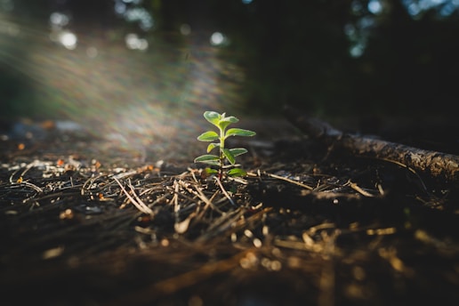 green plant on brown soil