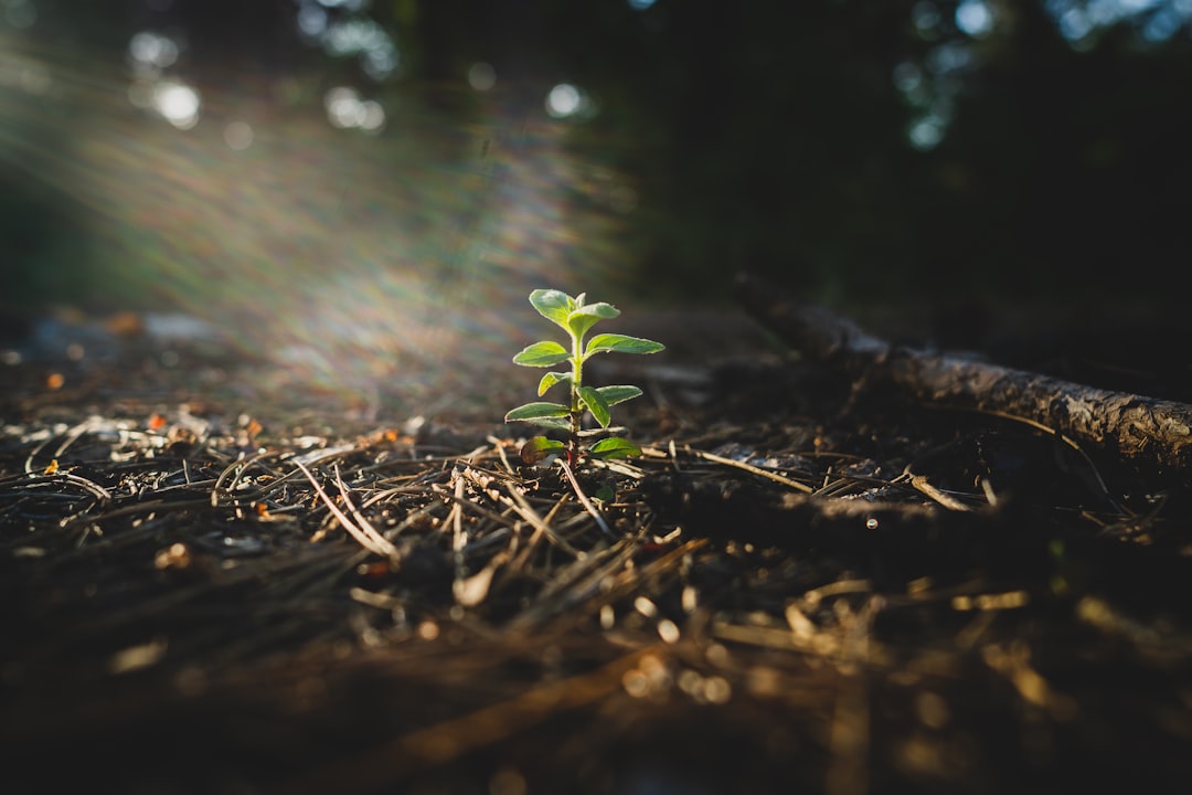 green plant on brown soil