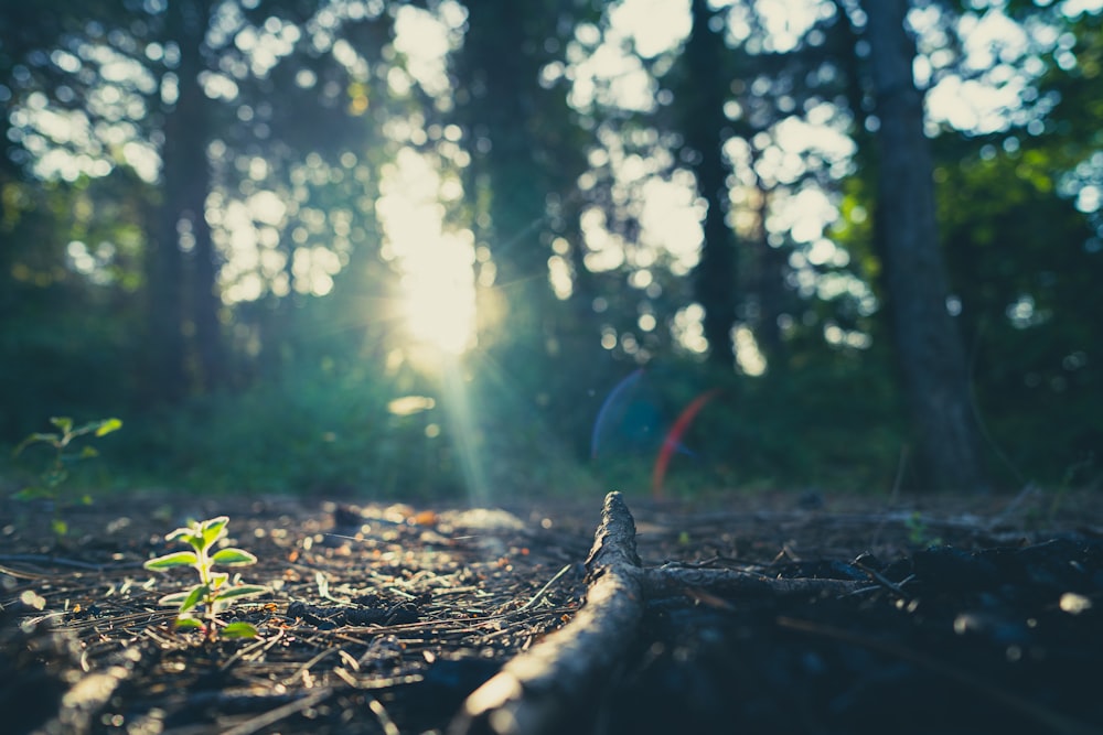 brown tree trunk on ground during daytime