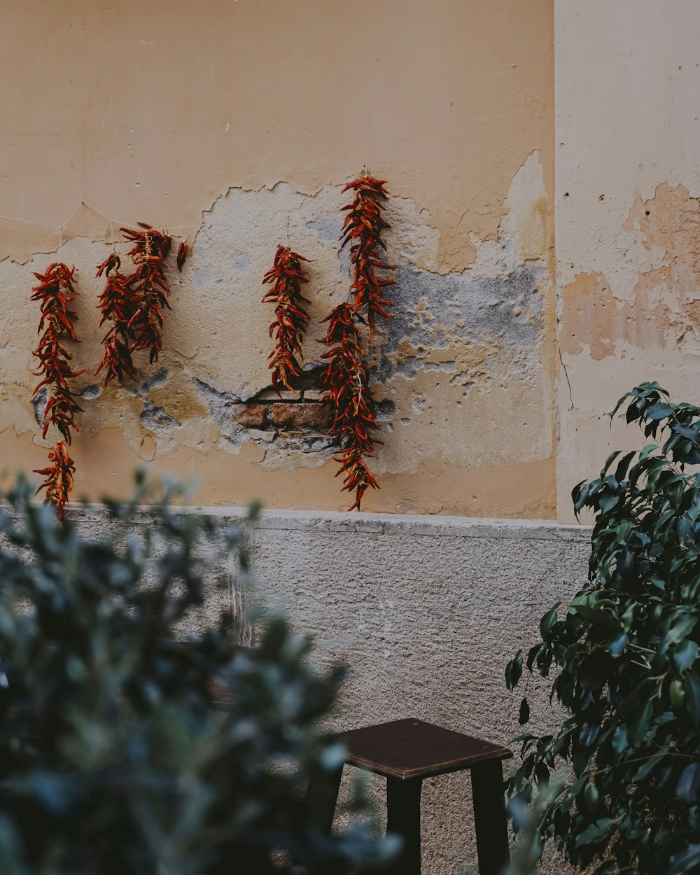 green plant beside white wall