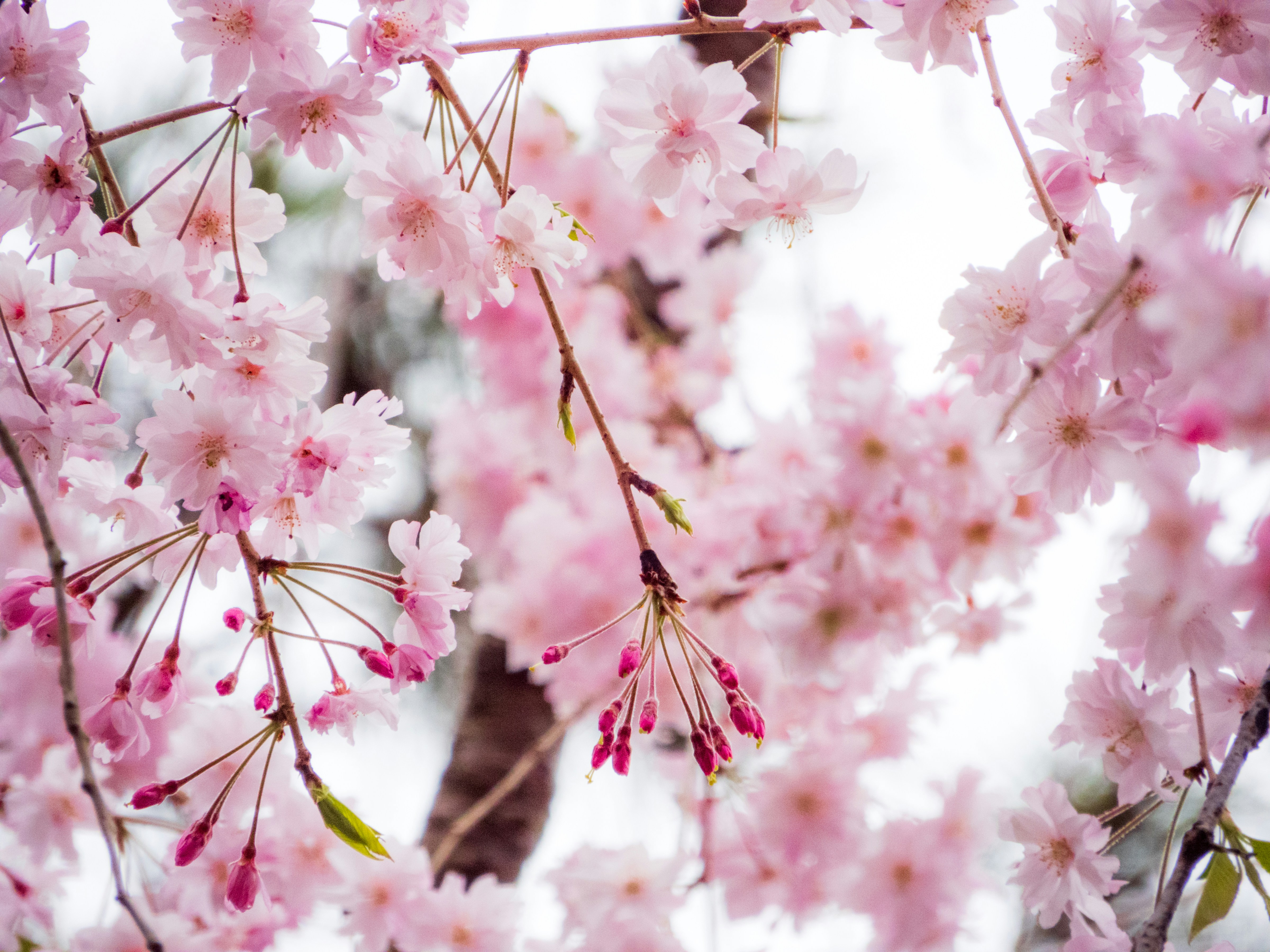 Photo by heppoko_yama