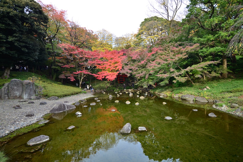 green and red trees beside river during daytime