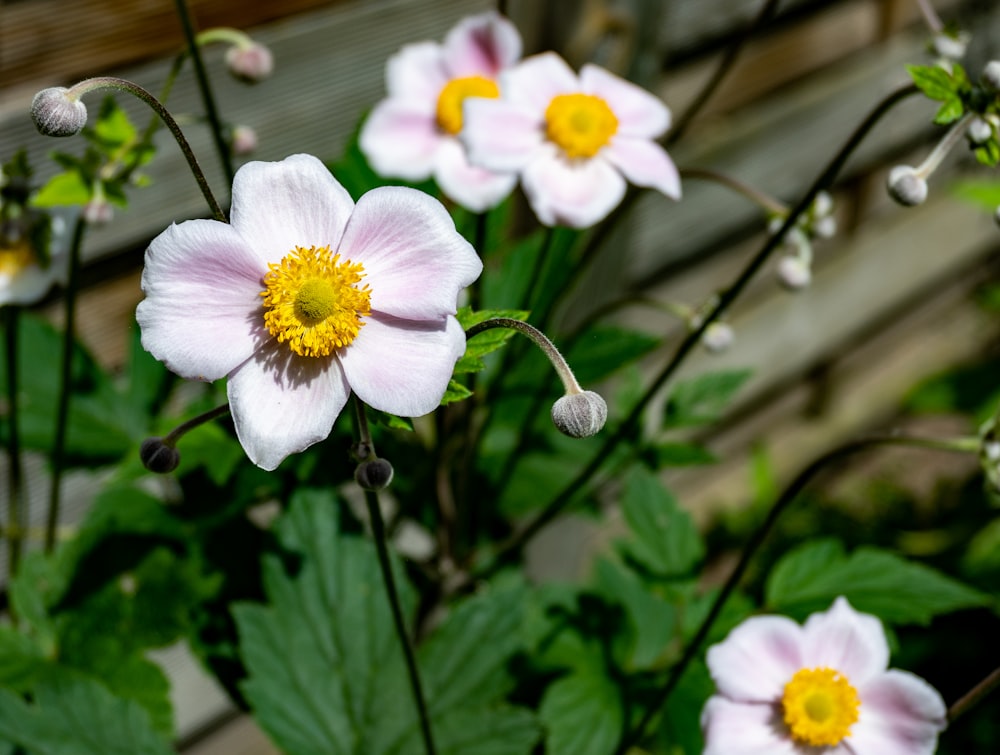 white and yellow flower in tilt shift lens