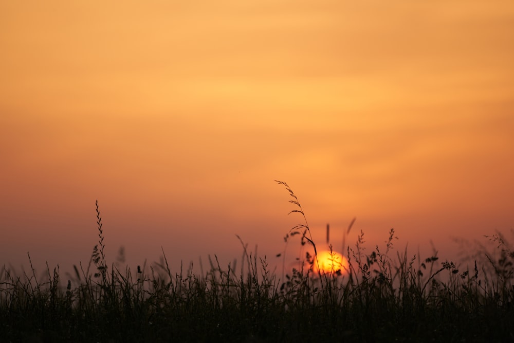 夕暮れ時の草のシルエット