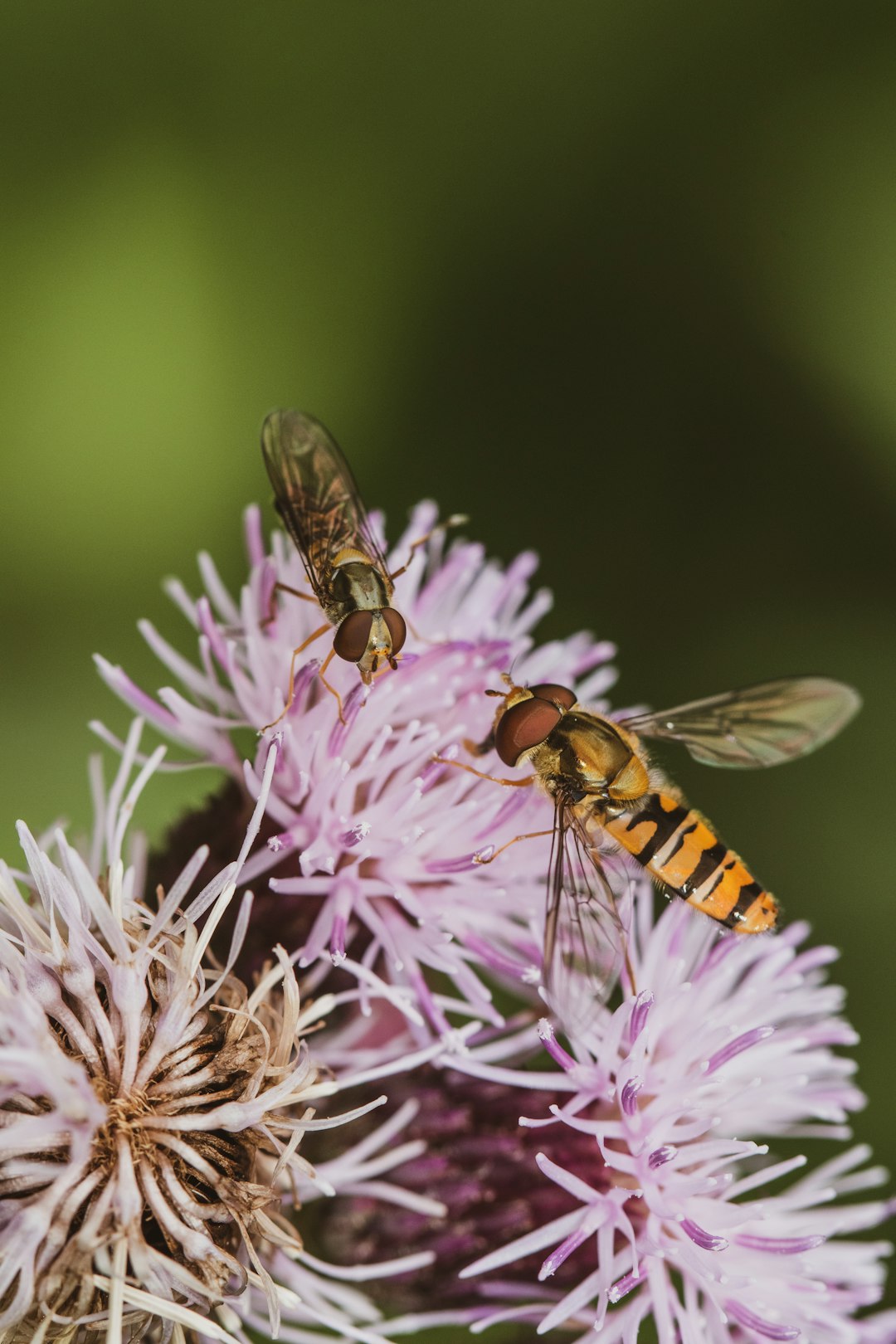 black and yellow bee on purple flower