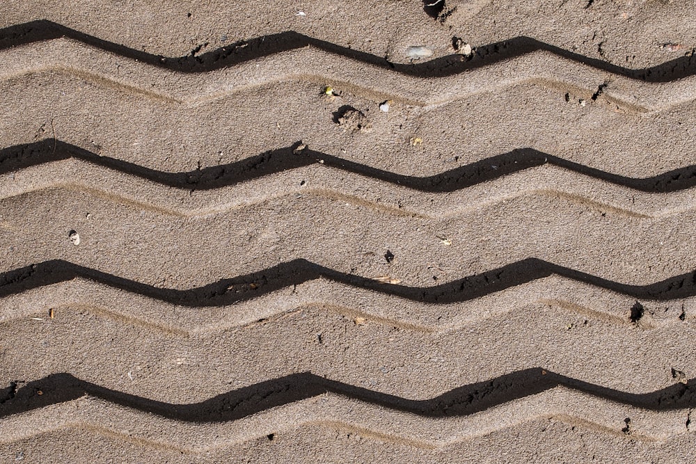 white and black animal on brown sand