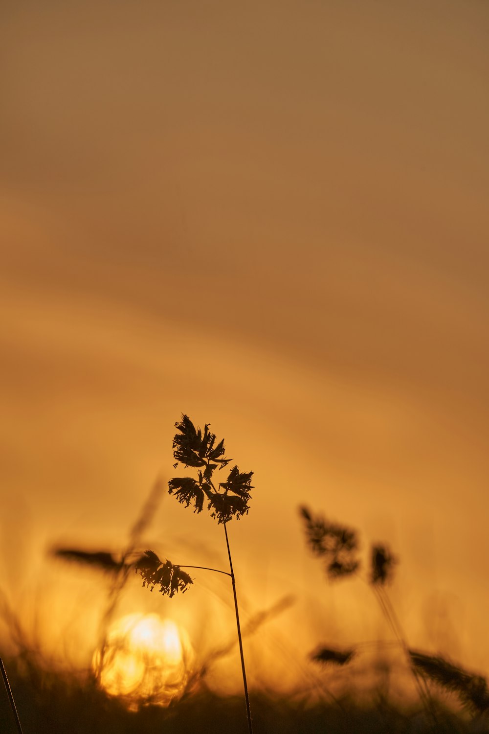 silhouette of plant during sunset