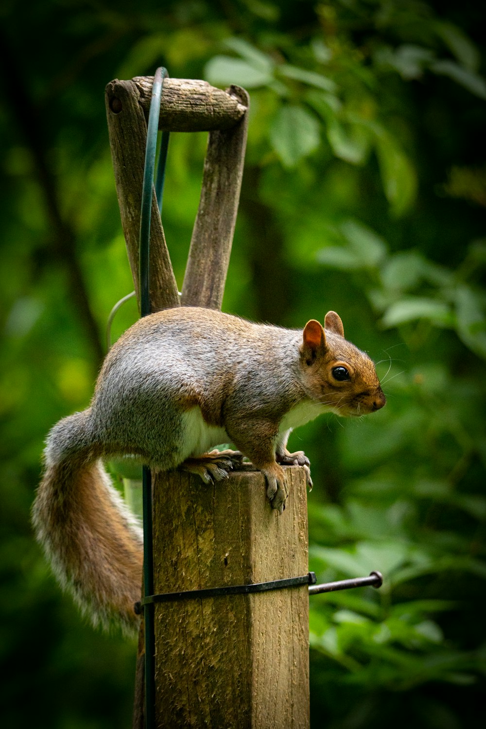 brown squirrel on brown wooden post during daytime