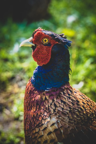 brown and blue peacock in close up photography