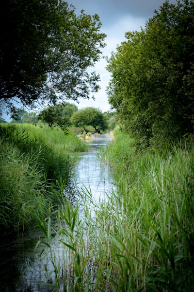 green trees beside river during daytime